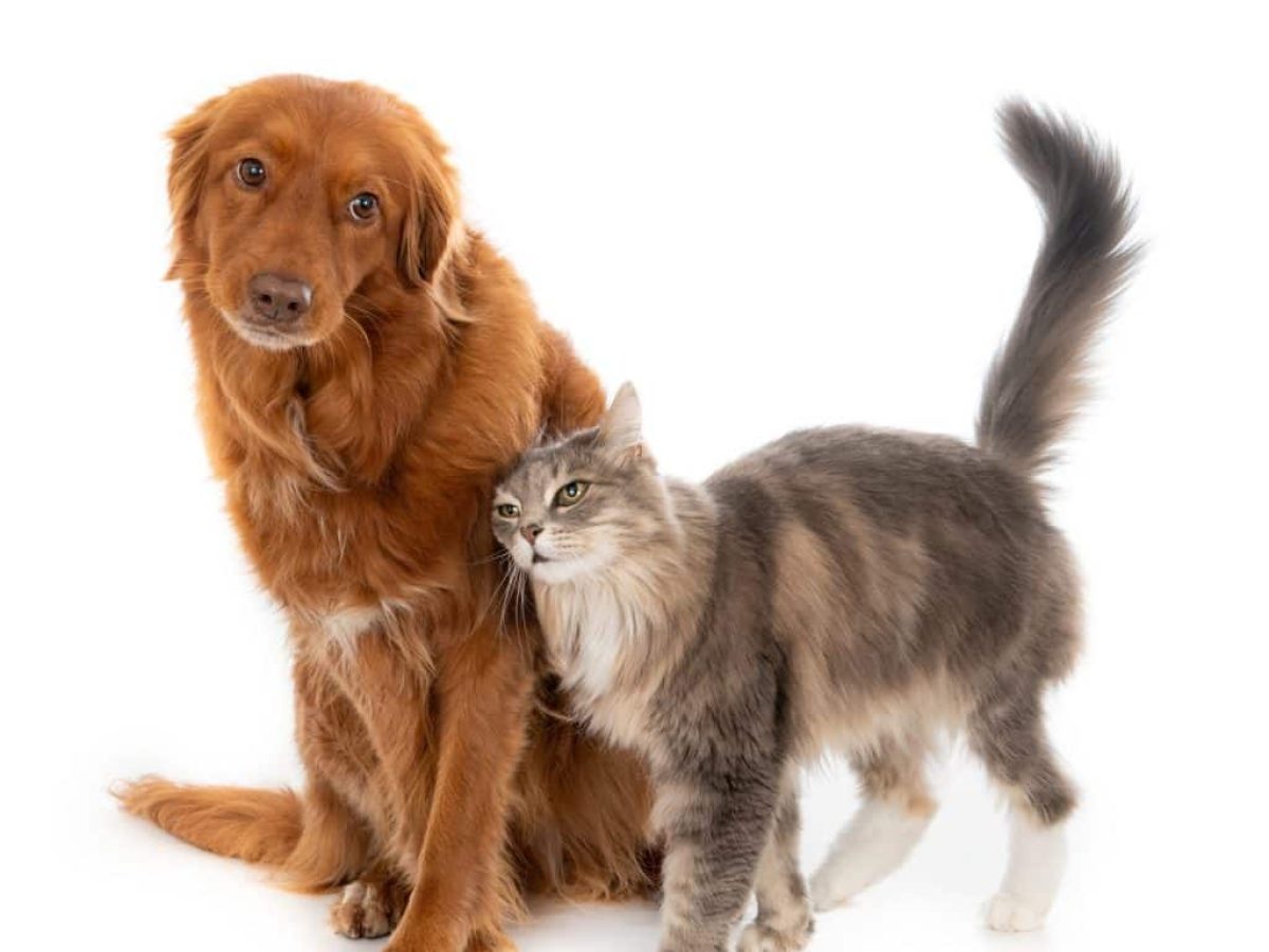 Pet Wellness 101: Πώς να διατηρείς το κατοικίδιό σου χαρούμενο και υγιές όλο το χρόνο