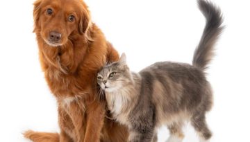 Pet Wellness 101: Πώς να διατηρείς το κατοικίδιό σου χαρούμενο και υγιές όλο το χρόνο