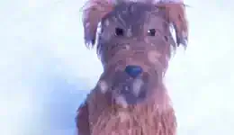 ena-spiti-enas-skilos-ke