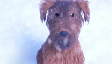 Ένα σπίτι, ένας σκύλος και μια ευχή για τα Χριστούγεννα: Ενα συγκινητικό short animation για να δείτε με τα παιδιά σας