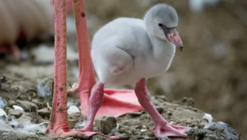 Δες αυτά τα ζώα μωρά  – Θα μπορούσες να τα αναγνωρίσεις;