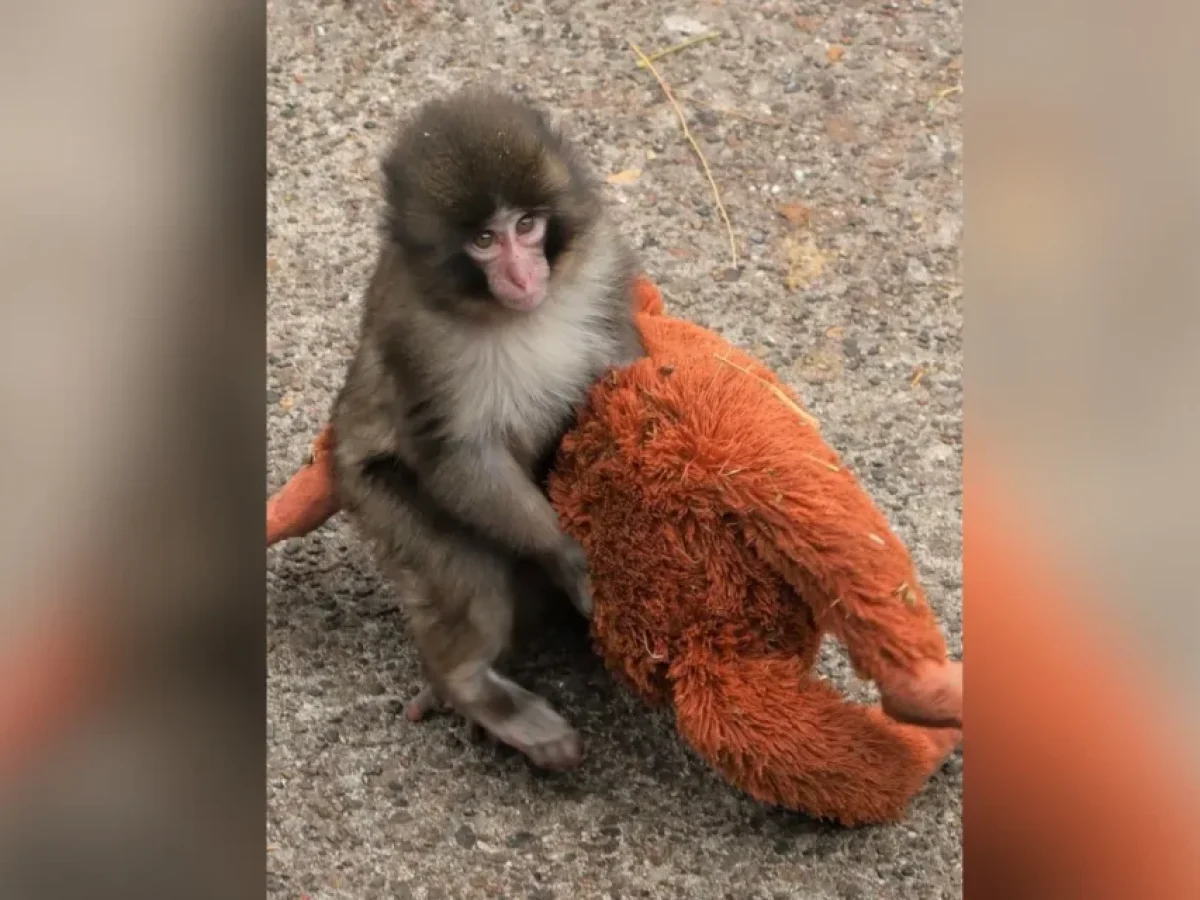 Εγκαταλείφθηκε από τη μαμά του, λάτρεψε ένα λούτρινο: Η ιστορία του μωρού μακάκου που «λύγισε» τον πλανήτη