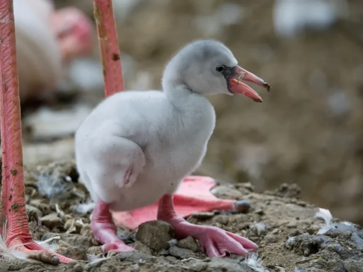 Μωρό φλαμίνγκο τσαλαβουτά τα ποδαράκια του στο νερό και είναι ό,τι πιο γλυκό έχετε δει