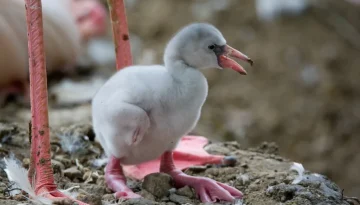 Μωρό φλαμίνγκο τσαλαβουτά τα ποδαράκια του στο νερό και είναι ό,τι πιο γλυκό έχετε δει