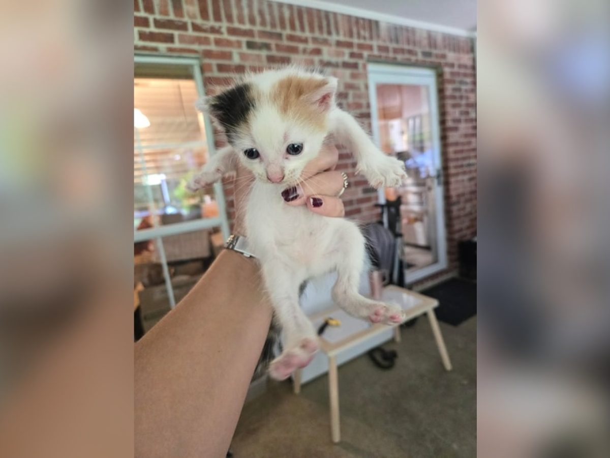 Σε Ποια Ηλικία Αρχίζουν Να Τρώνε Κανονική Τροφή Τα Μωρά; Οδηγός!