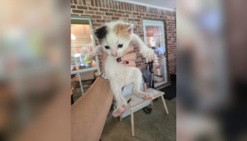 Σε Ποια Ηλικία Αρχίζουν Να Τρώνε Κανονική Τροφή Τα Μωρά; Οδηγός!