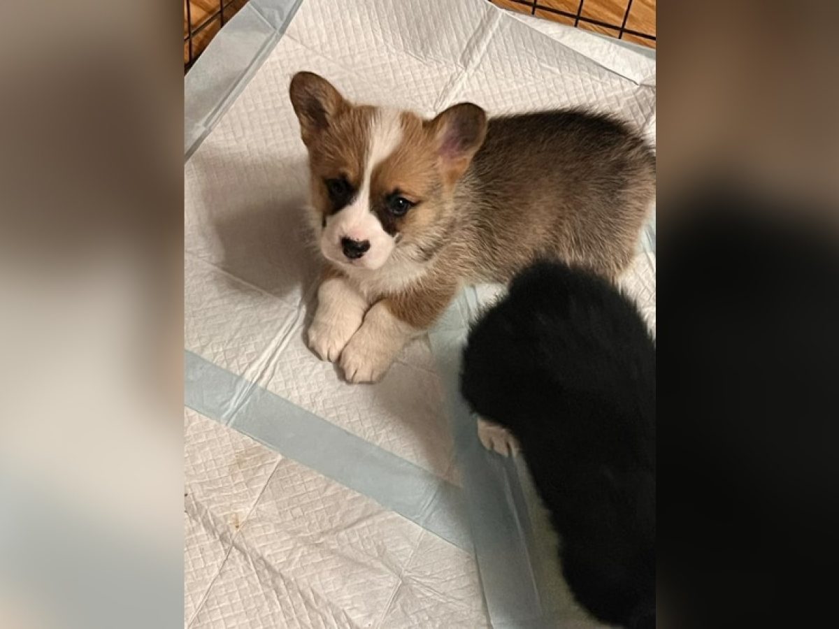 Σε Ποια Ηλικία Μαθαίνουν Την Τουαλέτα Τα Παδιά; Οδηγός Επιτυχίας!