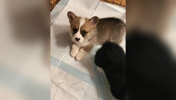 Σε Ποια Ηλικία Αρχίζουν Να Τρώνε Μόνα Τους Τα Παιδιά; Οδηγός Ανάπτυξης