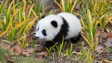 To πιο ξεκαρδιστικό φτάρνισμα ανήκει δικαιωματικά σε ένα μωρό… panda!