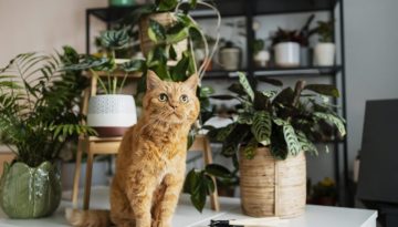 Pet care as HR benefit: Γιατί αλλάζει το corporate περιβάλλον
