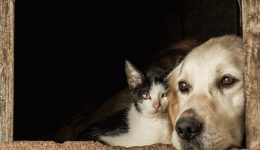 Petsitter-vs-Pet-Hotel-ti