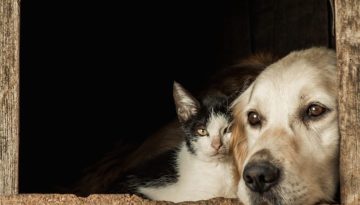 Petsitter vs Pet Hotel: τι συμφέρει;
