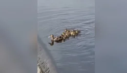 otan-to-mikro-tis-parasirthike